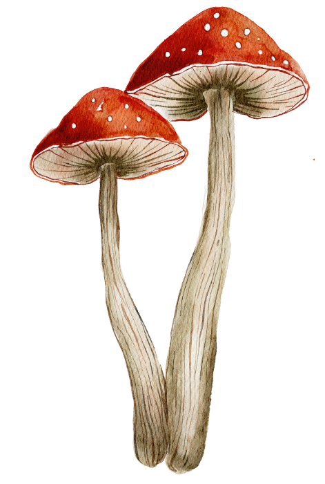 Two mushrooms stalks