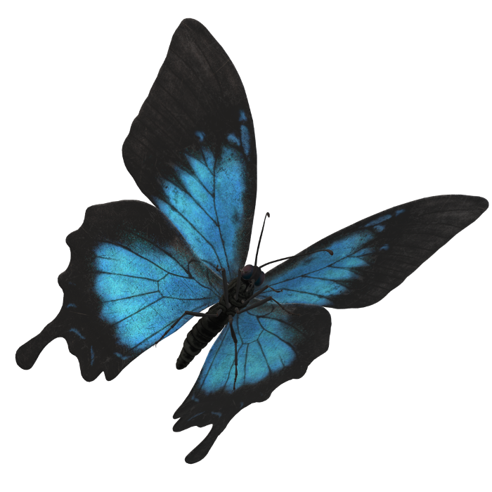 A blue and black buttefly
