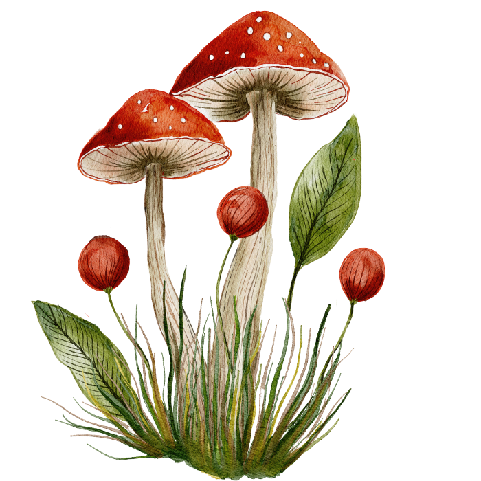 Five mushrooms in the grass