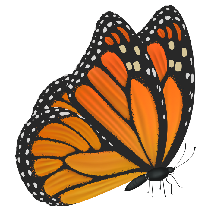 A monarch butterfly